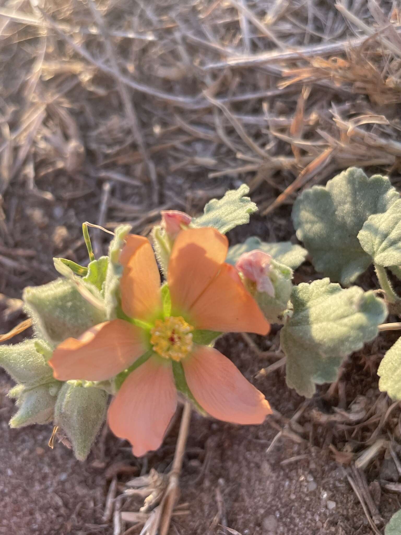 Image of woolly globemallow