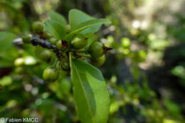 Image of Psorospermum fanerana Baker