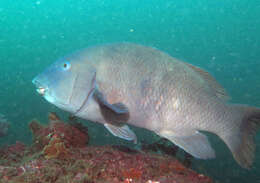 Image of blue groper