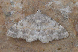 صورة Charissa variegata Duponchel 1830