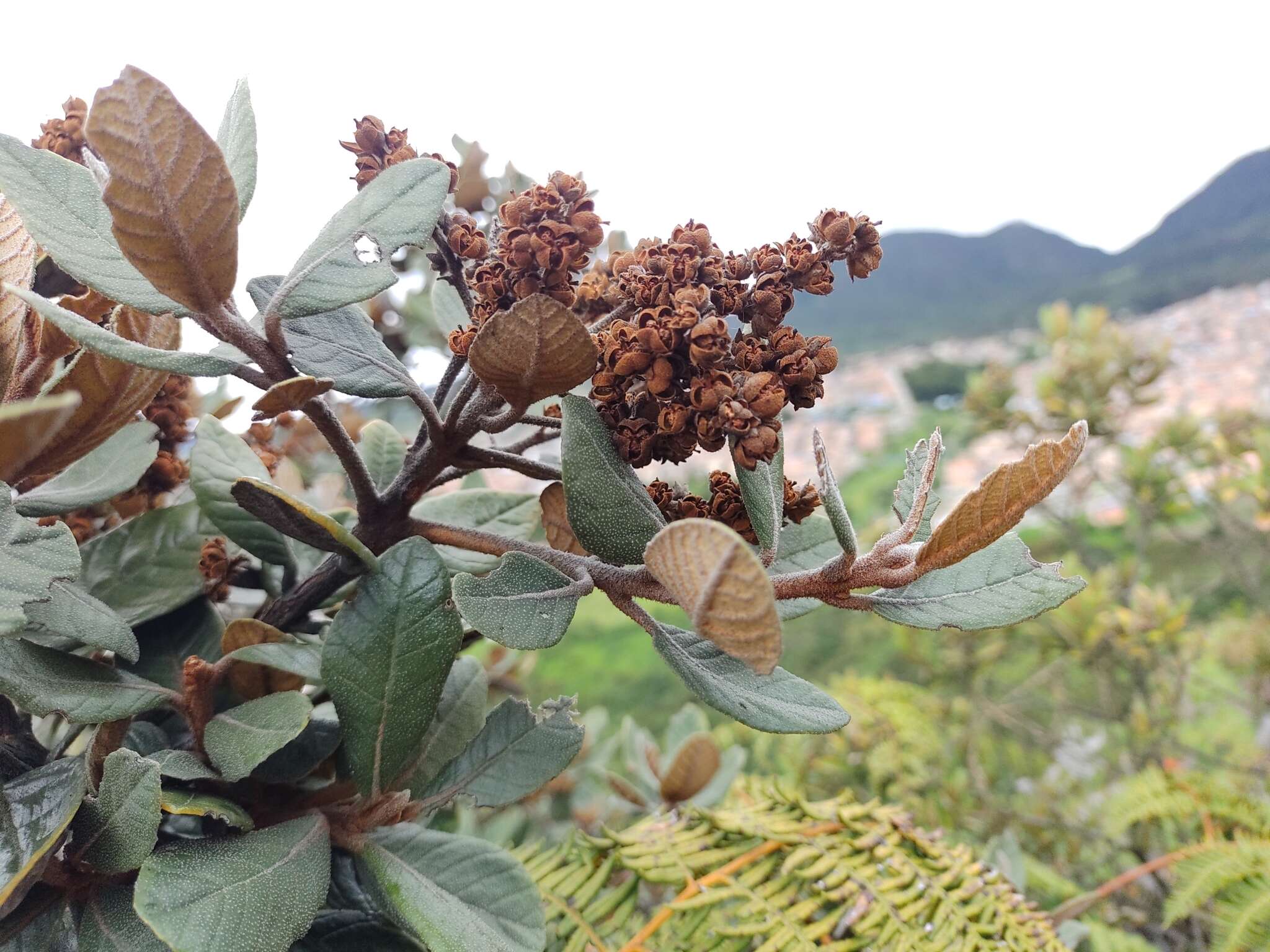 Image of Clethra fimbriata Kunth