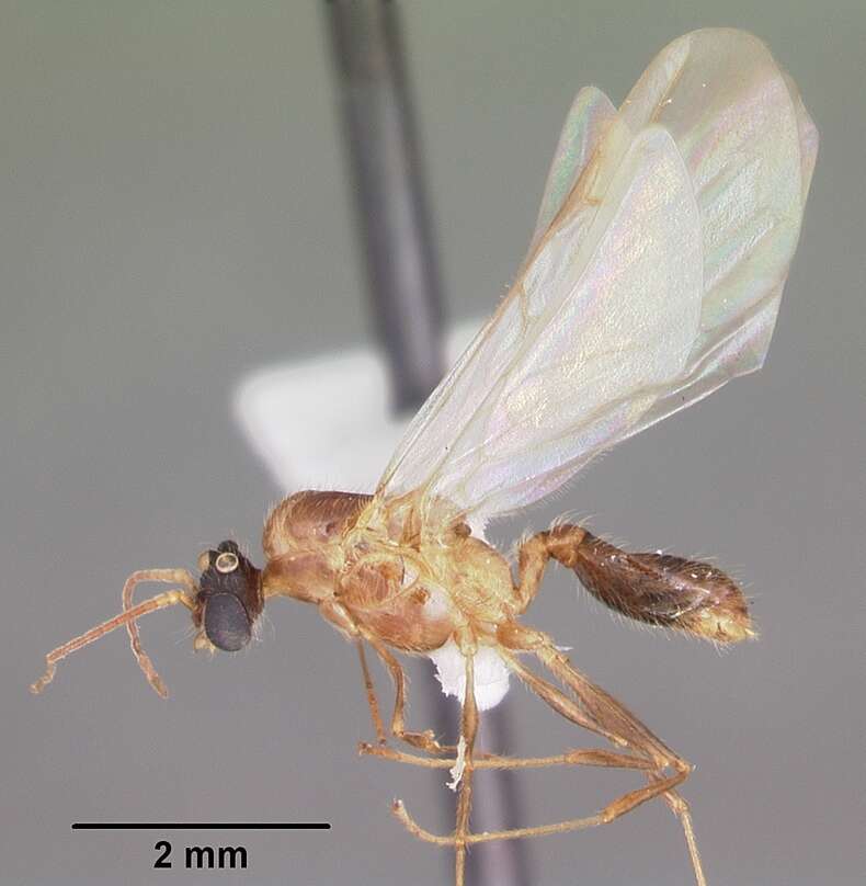 Image of Pheidole dentata Mayr 1886