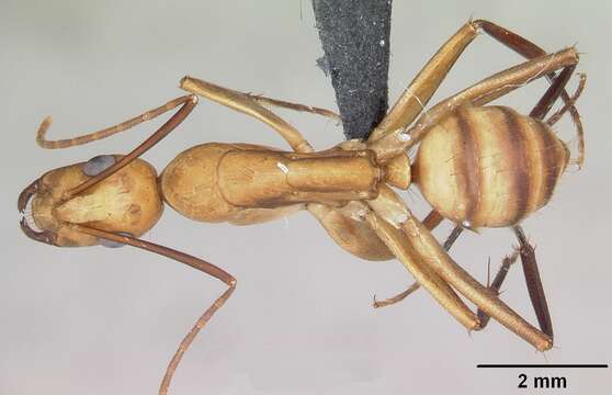 Image of Hawaiian carpenter ant