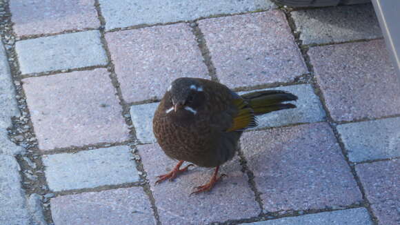 Image of White-whiskered Laughingthrush