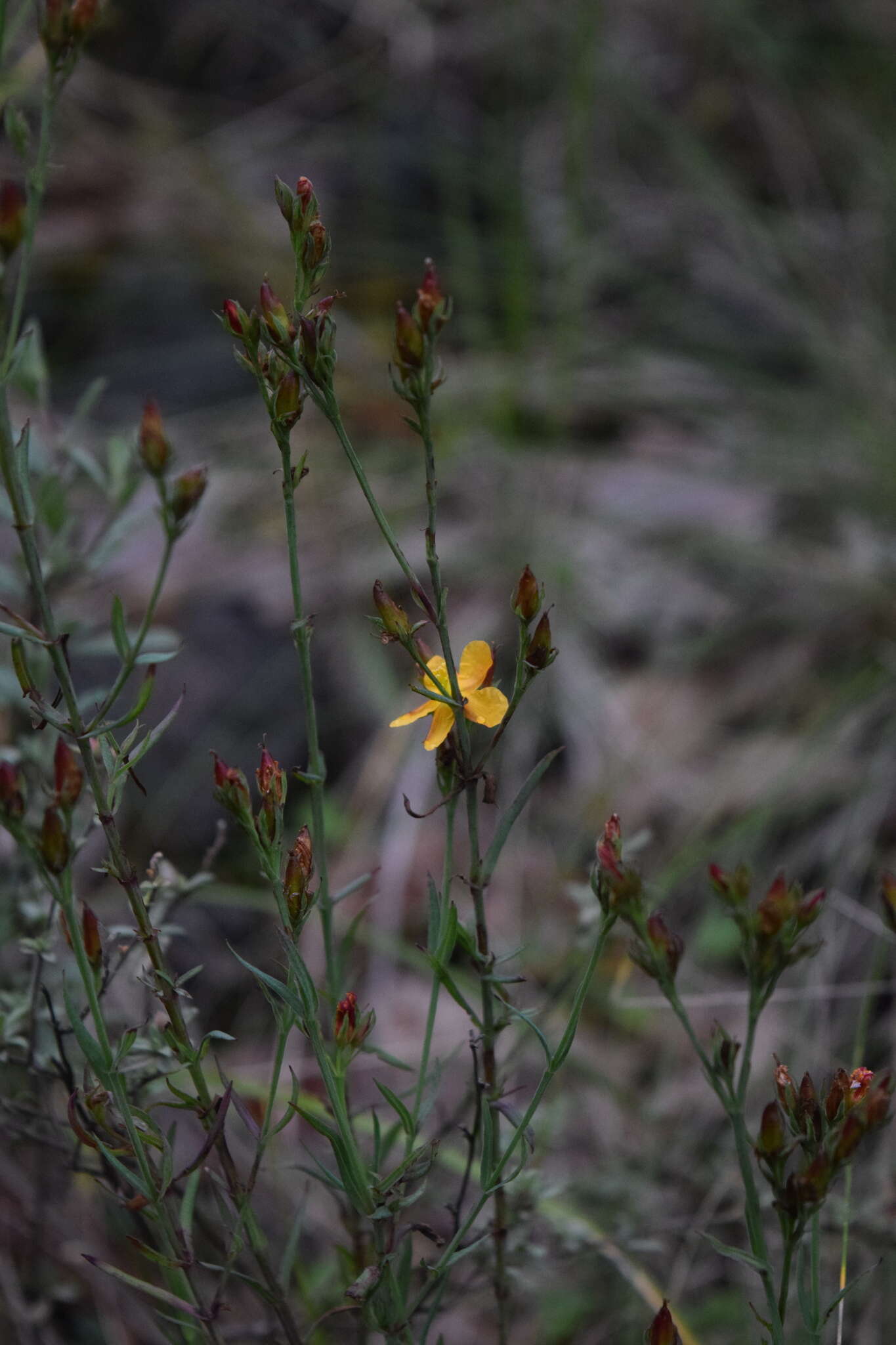 Image of Hypericum silenoides Juss.