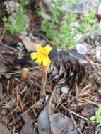 Image of Aphyllon epigalium subsp. epigalium