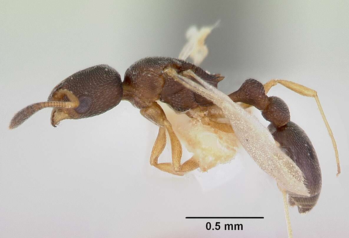 Image of Ant