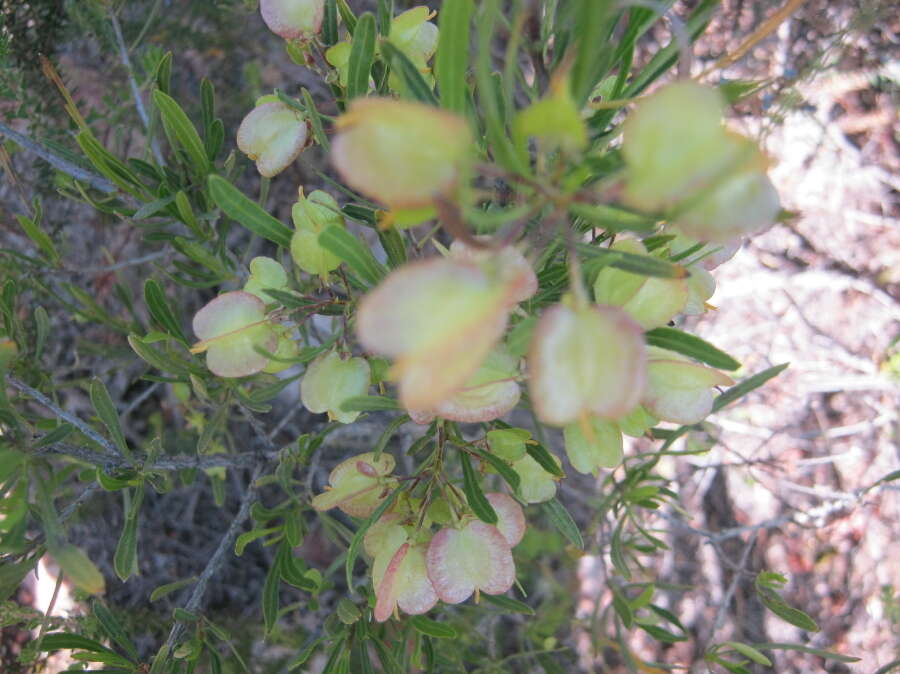 Image de Dodonaea viscosa subsp. angustifolia (L. fil.) J. G. West