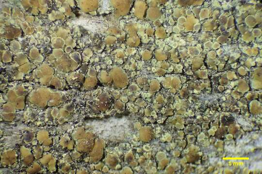 Lecanora albellula (Nyl.) Th. Fr. resmi