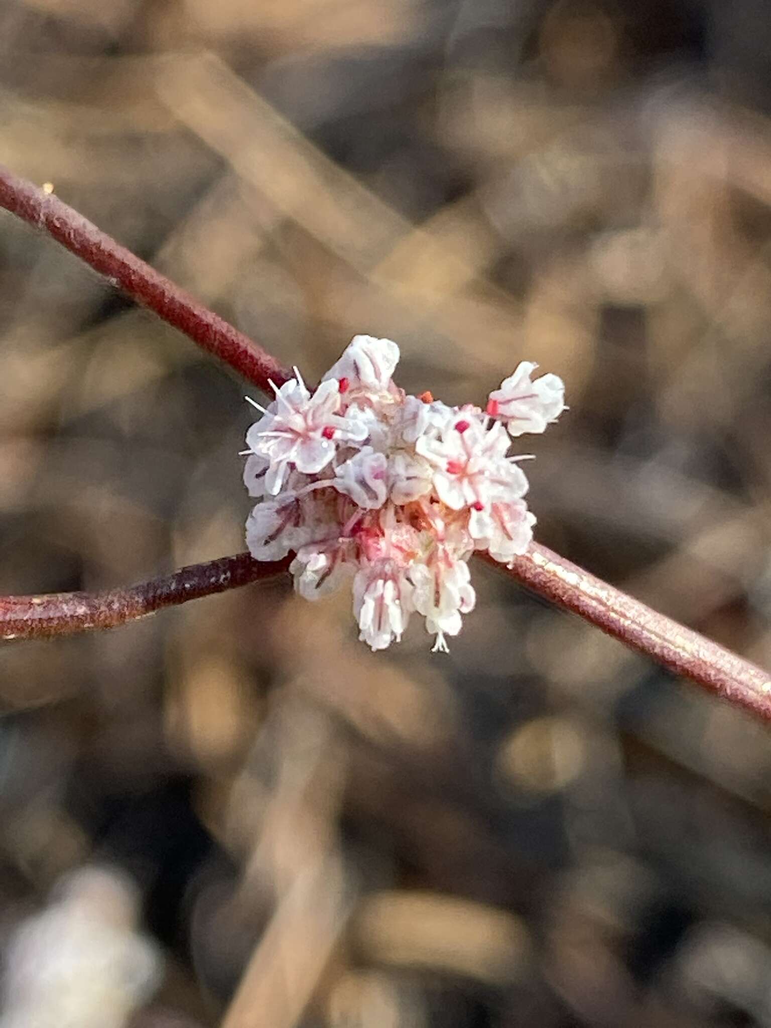 Image of Baja buckwheat