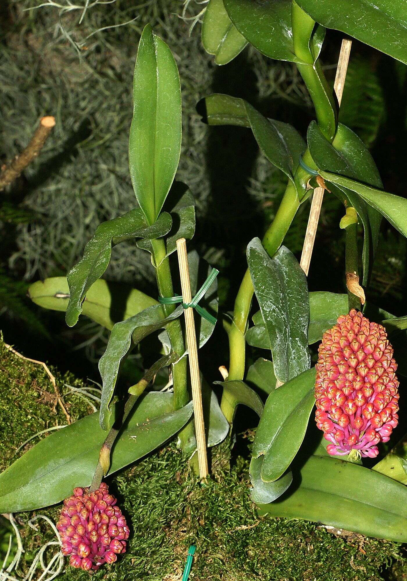 Image de Robiquetia cerina (Rchb. fil.) Garay