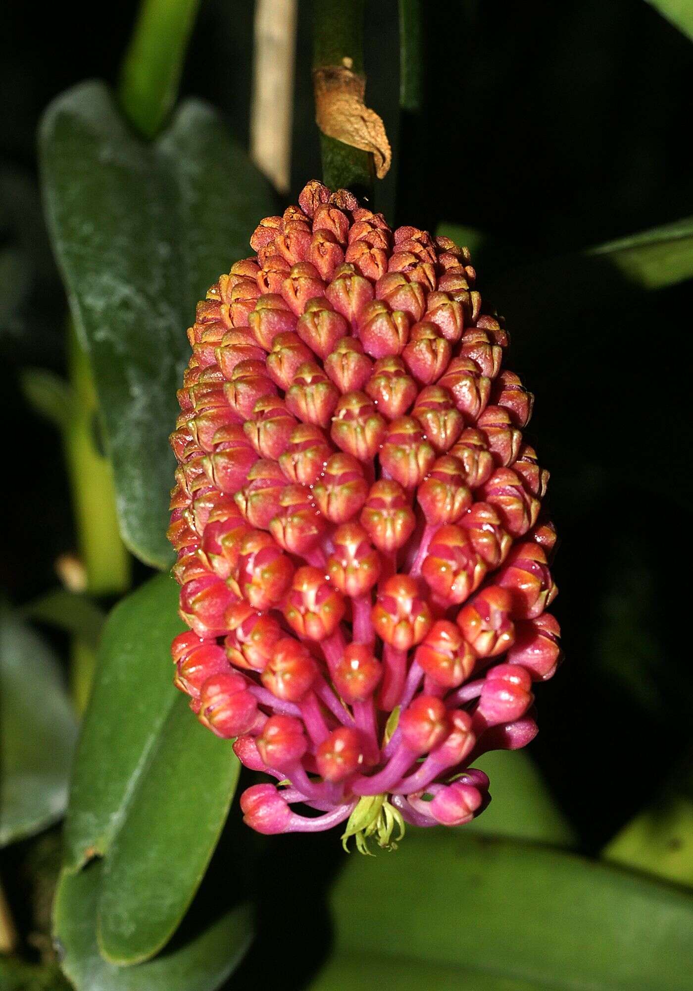 Image de Robiquetia cerina (Rchb. fil.) Garay