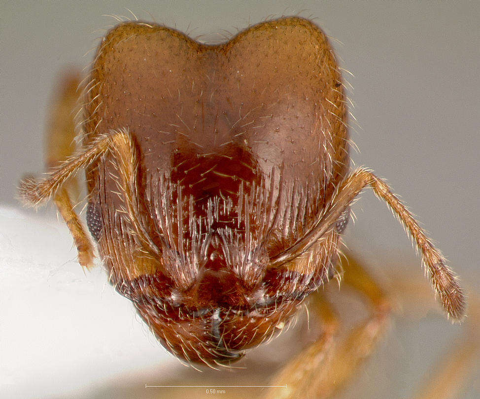 Pheidole bicarinata Mayr 1870 resmi