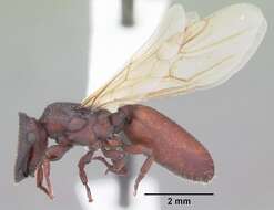 Cephalotes varians (Smith 1876) resmi