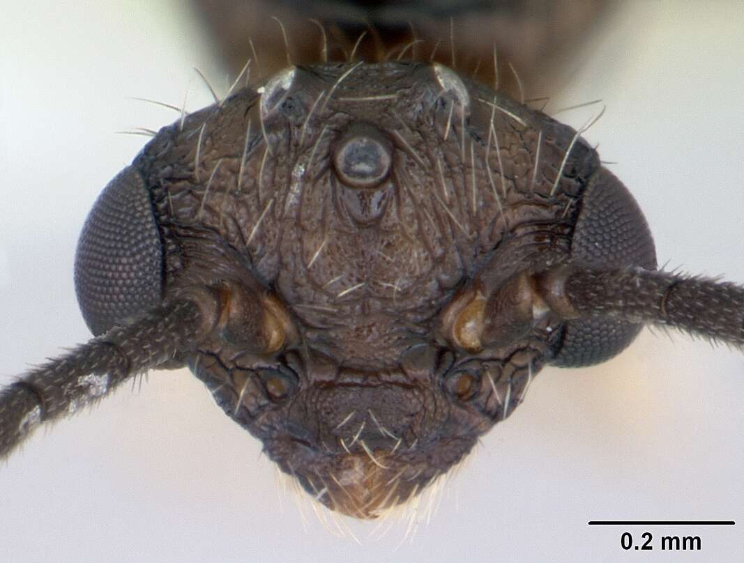 Cephalotes maculatus (Smith 1876) resmi