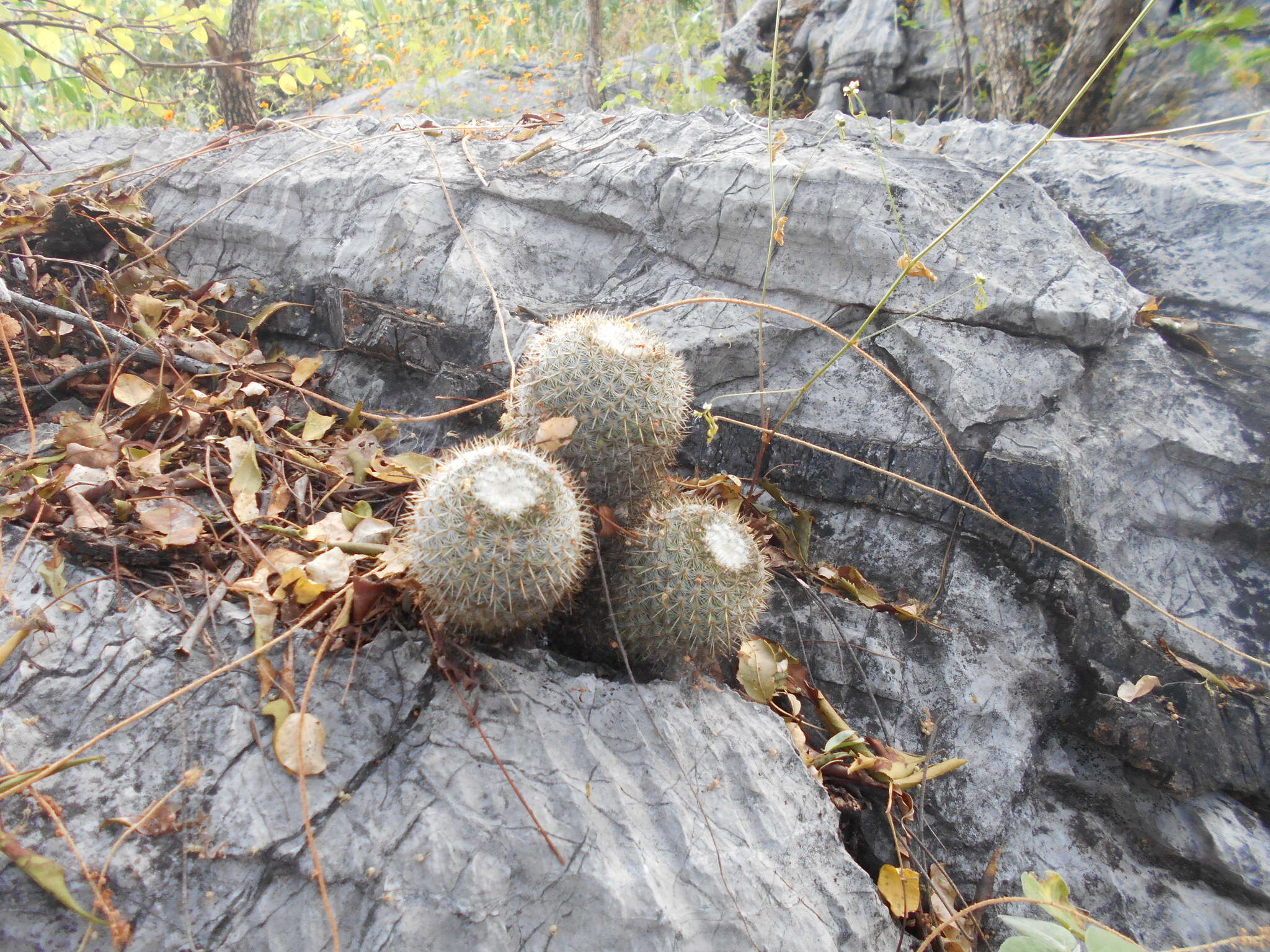 Image of Mammillaria albilanata subsp. albilanata