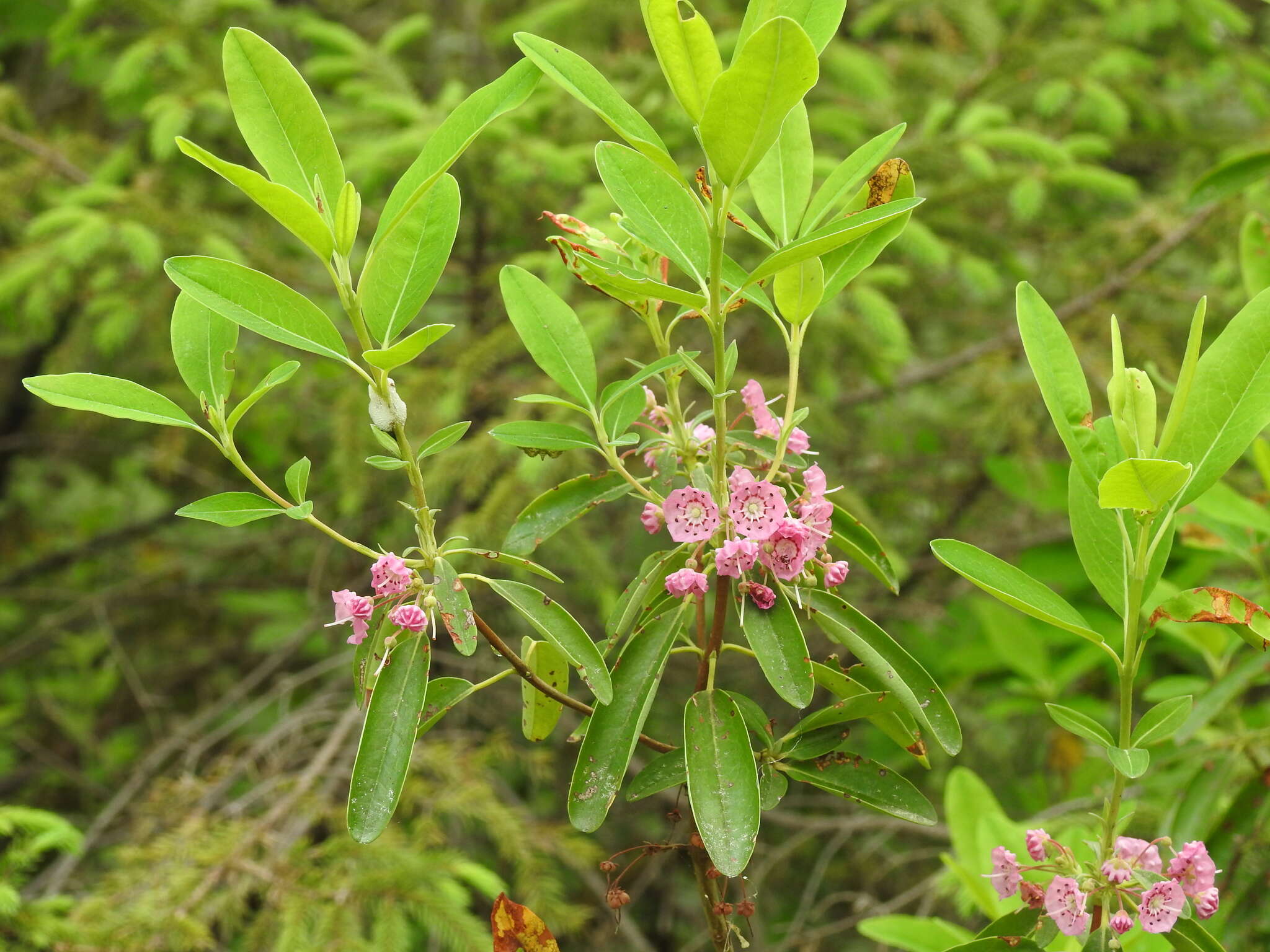 Image of sheep laurel