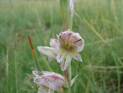 Слика од Gladiolus elliotii Baker