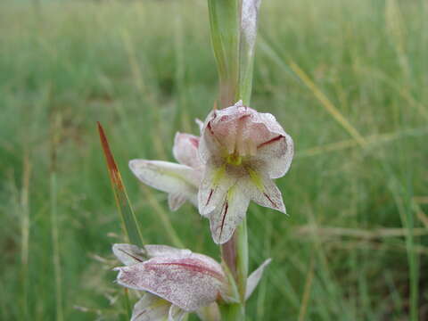 Image of Gladiolus elliotii Baker