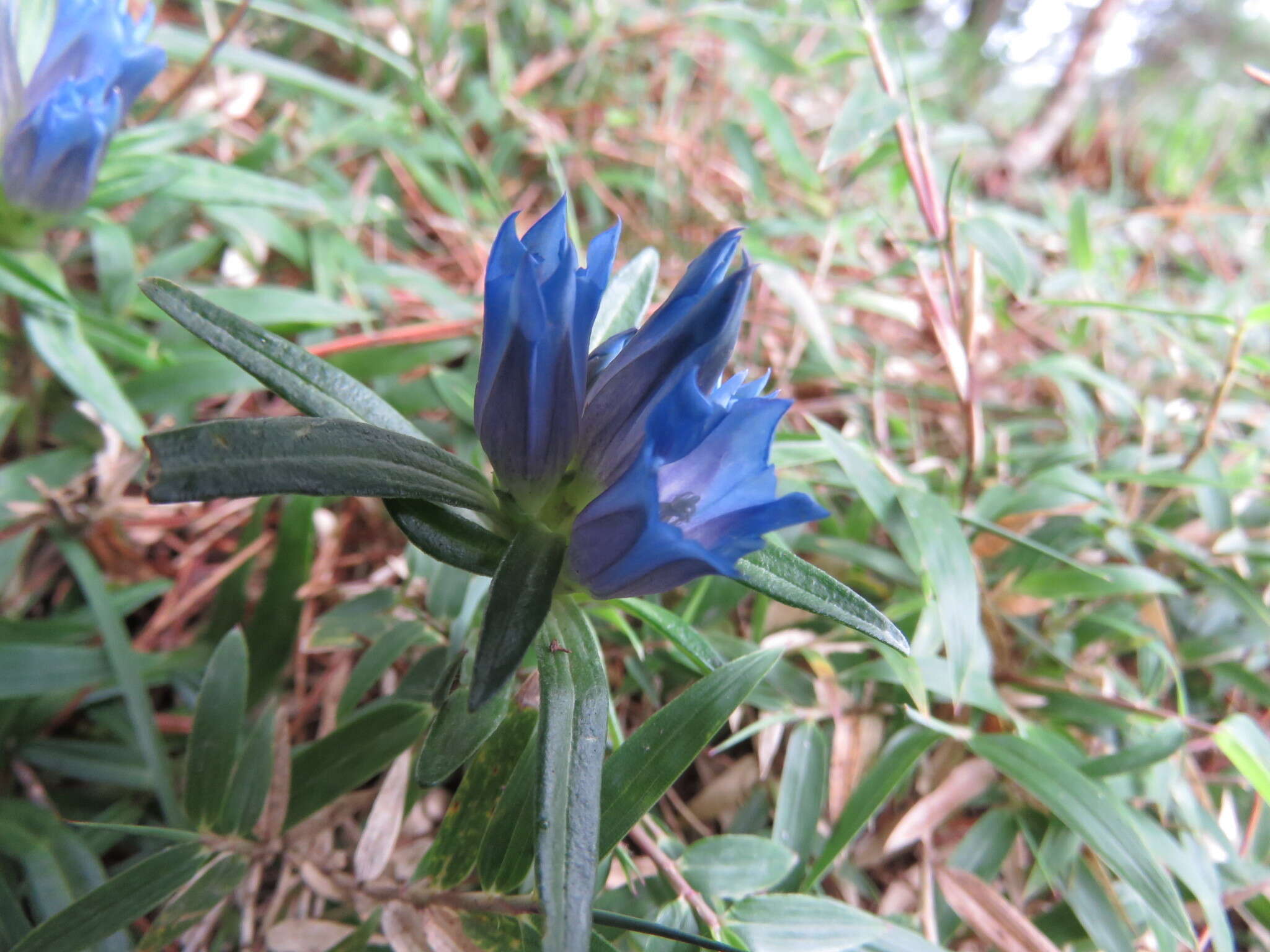 Image de Gentiana davidii Franch.