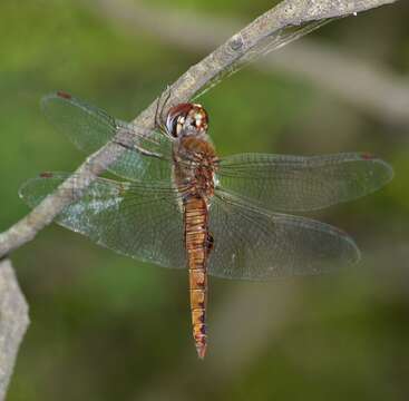 Image of Spot-winged Glider