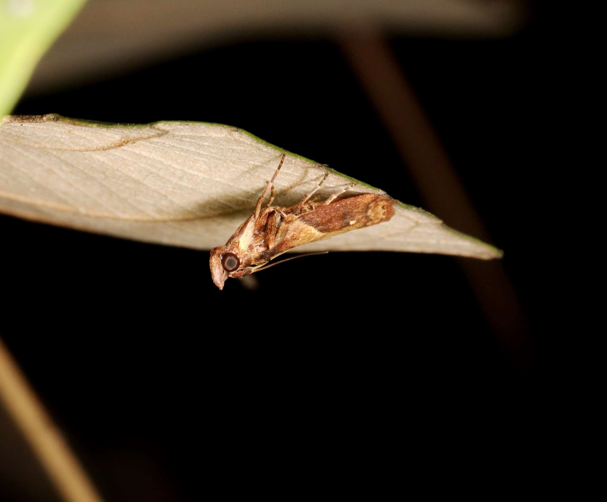 Volobilis biplaga Walker 1863 resmi