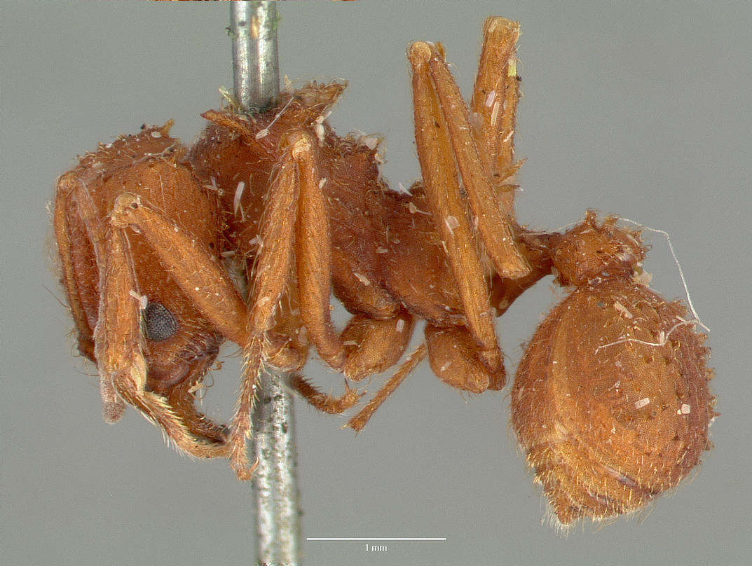 Image of Acromyrmex versicolor (Pergande 1894)