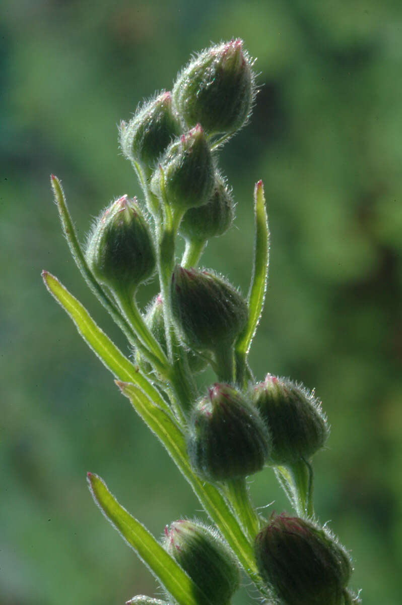 Image of Erigeron floribundus (Kunth) Sch. Bip.