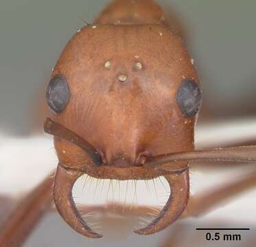 Image of Slave-making ant