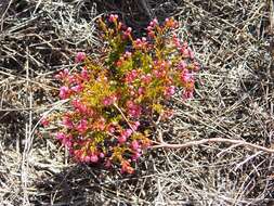 Image of Erica multumbellifera Tausch