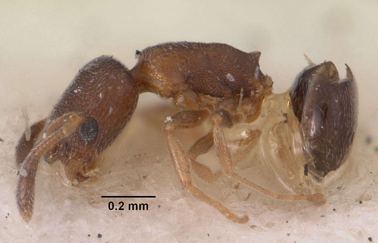 Image of Cardiocondyla nuda (Mayr 1866)