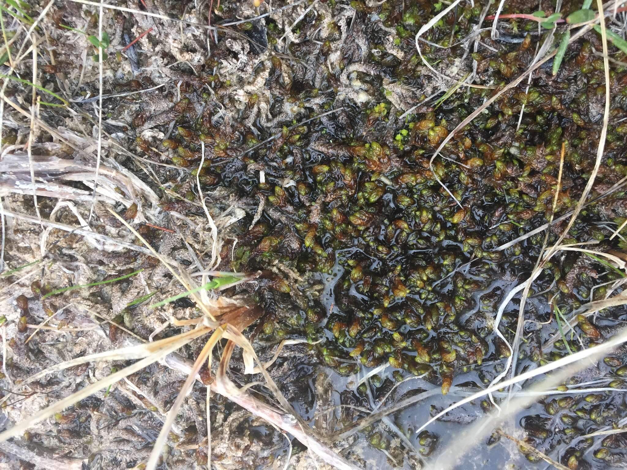 Image of Hooked Scorpion Moss