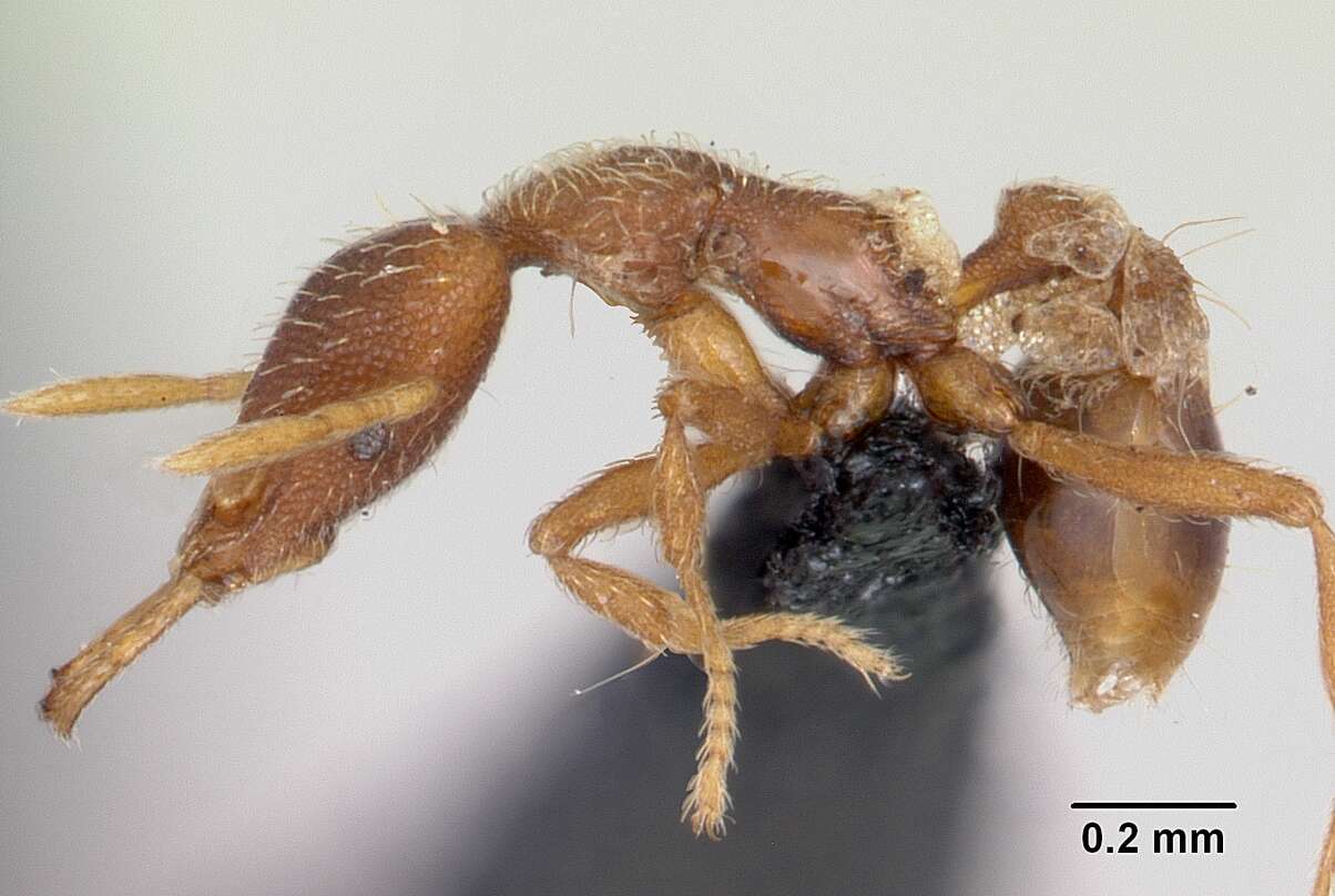 Image of Ant