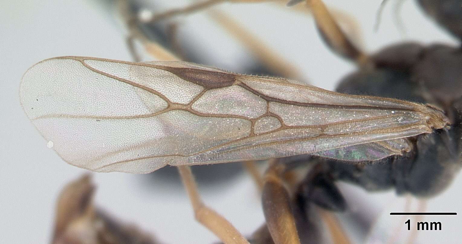 Слика од Formica fusca Linnaeus 1758