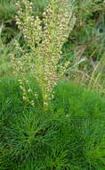 Image of Artemisia morrisonensis Hayata