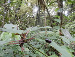 Image of Helwingia japonica subsp. liukiuensis (Hatusima) H. Hara & S. Kurosawa