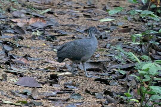 Image of Gray Tinamou