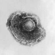 Image of Varicellovirus