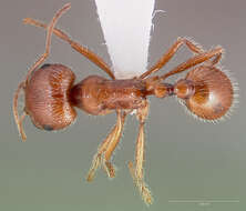 Image of California Harvester Ant