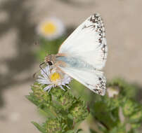 Plancia ëd Heliopetes ericetorum Boisduval 1852