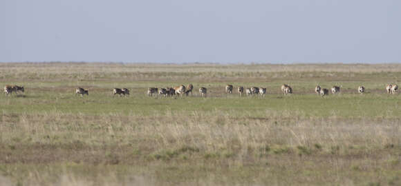 Image de Saiga Gray 1843