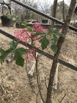 Image of Vasconcellea parviflora A. DC.