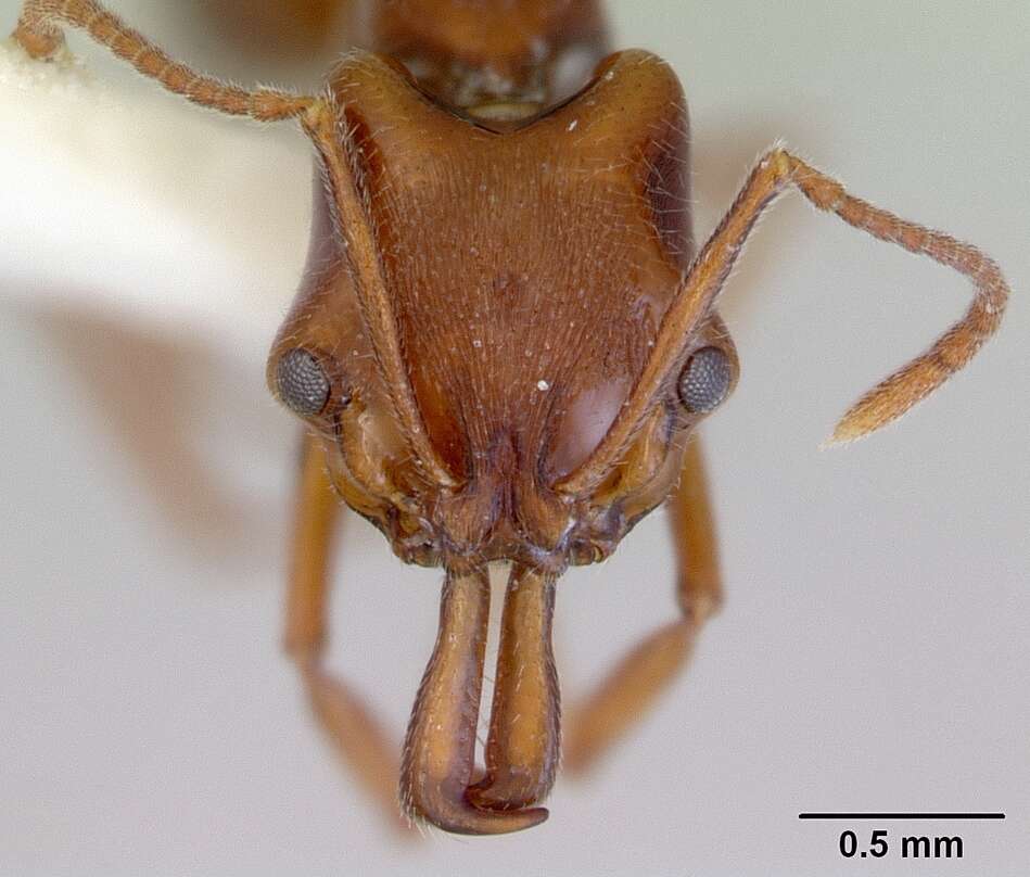 Image of Anochetus pattersoni