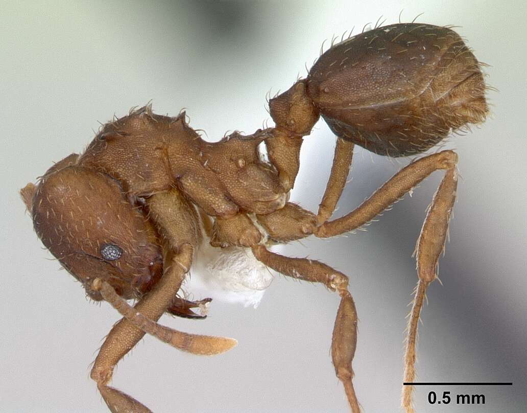 Image of Acromyrmex heyeri (Forel 1899)