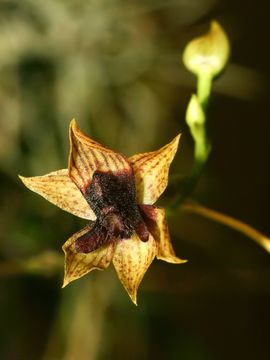 Image of Trichoceros