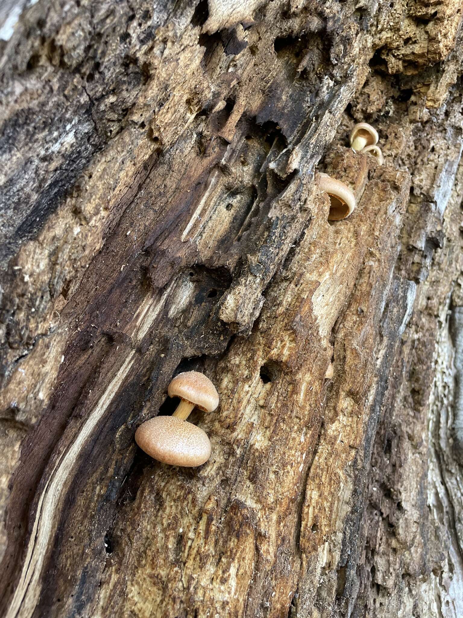 Imagem de Gymnopilus suberis (Maire) Singer 1951