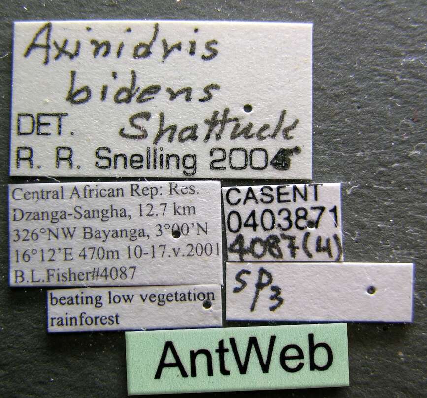 Image of Axinidris bidens Shattuck 1991