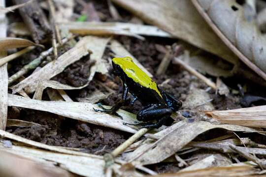 Image of Arboreal Mantella