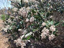 Image of Miconia albicans (Sw.) Steud.