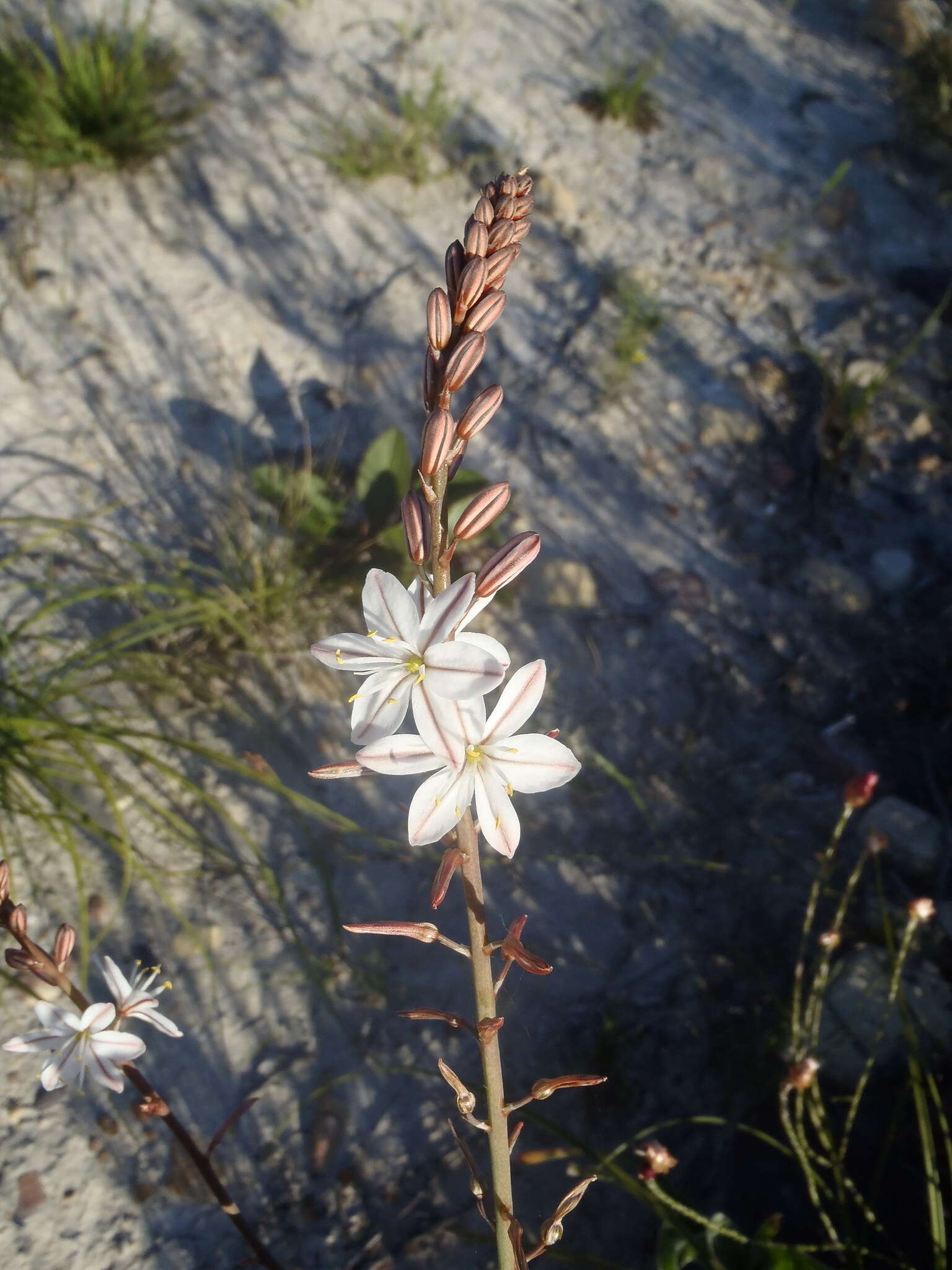 Image of Trachyandra hirsuta (Thunb.) Kunth